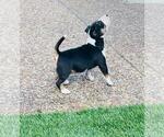 Small Photo #8 Miniature Bull Terrier Puppy For Sale in POMPANO BEACH, FL, USA