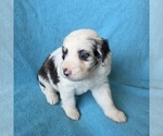 Small #3 Aussiedoodle