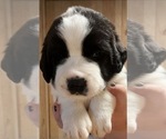 Small #1 Cane Corso-Saint Bernard Mix