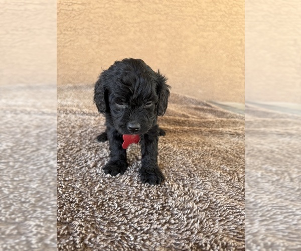 Medium Photo #1 Goldendoodle (Miniature) Puppy For Sale in PAHRUMP, NV, USA