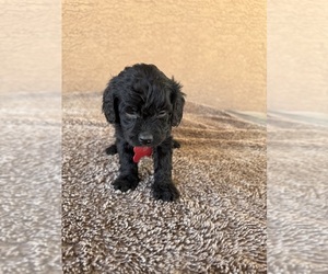 Goldendoodle (Miniature) Puppy for Sale in PAHRUMP, Nevada USA