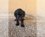 Small Photo #1 Goldendoodle (Miniature) Puppy For Sale in PAHRUMP, NV, USA