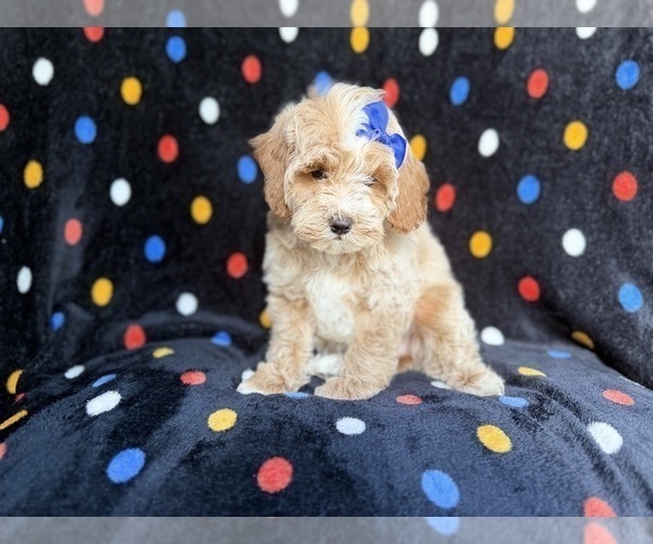 Medium Photo #6 Cock-A-Poo Puppy For Sale in LAKELAND, FL, USA