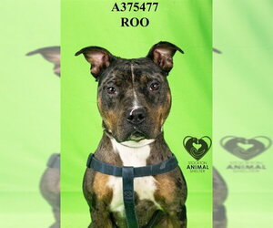 Mutt Dogs for adoption in Stockton, CA, USA