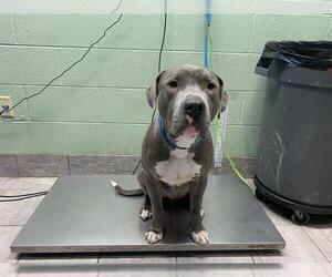 American Staffordshire Terrier-Unknown Mix Dogs for adoption in Grand Prairie, TX, USA