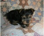 Small Photo #4 Yorkshire Terrier Puppy For Sale in STANTON, MO, USA