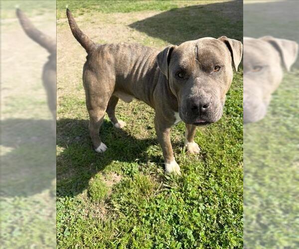 Medium Photo #1 Mutt Puppy For Sale in Conroe, TX, USA