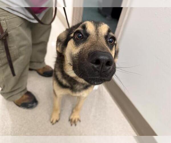 Medium Photo #1 German Shepherd Dog-Unknown Mix Puppy For Sale in Santa Rosa, CA, USA