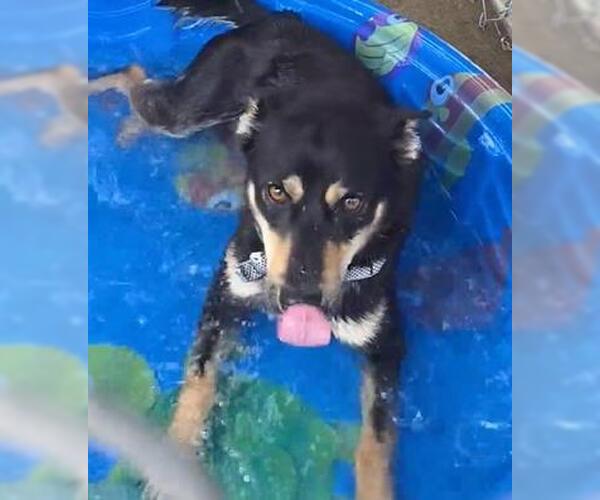 Medium Photo #3 Australian Kelpie-Unknown Mix Puppy For Sale in Plover, WI, USA