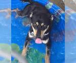 Small #2 Australian Kelpie Mix