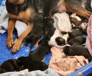 Rottweiler-American Pit Bull Terrier Litter for sale in AURORA, CO, USA