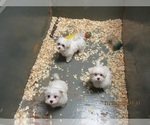 Small Photo #14 Maltese Puppy For Sale in CARROLLTON, GA, USA