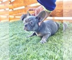 Small #58 French Bulldog