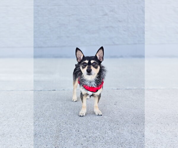 Medium Photo #8 Chihuahua-Unknown Mix Puppy For Sale in Sandy, UT, USA