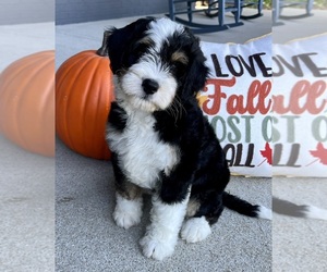 Bernedoodle (Miniature) Puppy for sale in FRANKLIN, IN, USA