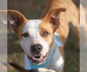 Mutt Dogs for adoption in San Antonio, TX, USA