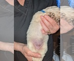 Small Photo #13 Maremma Sheepdog Puppy For Sale in THORN HILL, TN, USA