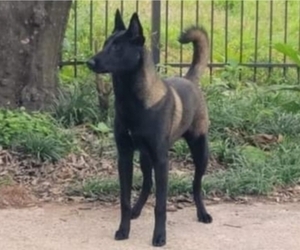 Belgian Malinois Litter for sale in MISSOURI CITY, TX, USA