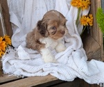Small Photo #81 Cock-A-Poo Puppy For Sale in GOSHEN, IN, USA