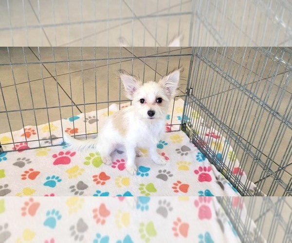 Medium Photo #4 Papitese Puppy For Sale in ORO VALLEY, AZ, USA