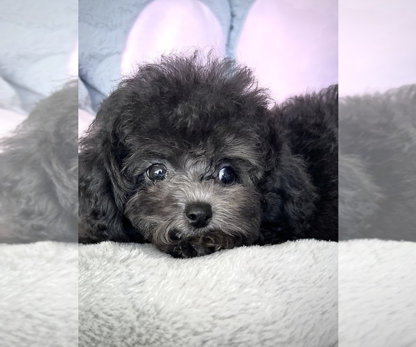 Medium Photo #5 Bichpoo-Poodle (Toy) Mix Puppy For Sale in HILO, HI, USA