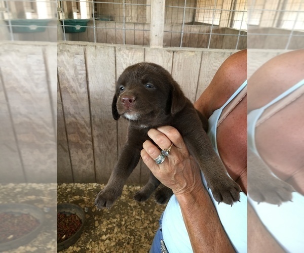 Medium Photo #18 Labrador Retriever Puppy For Sale in BANDERA, TX, USA