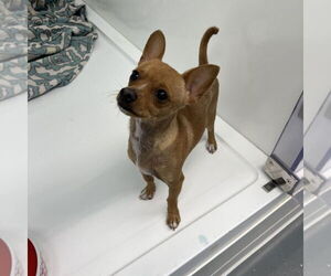 Chihuahua-Unknown Mix Dogs for adoption in Chico, CA, USA