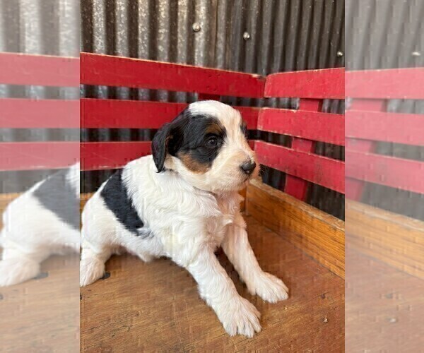 Medium Photo #2 Miniature Bernedoodle Puppy For Sale in DENVER, PA, USA