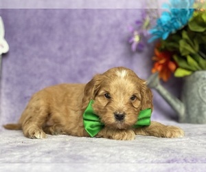 Cavapoo Puppy for sale in LANCASTER, PA, USA