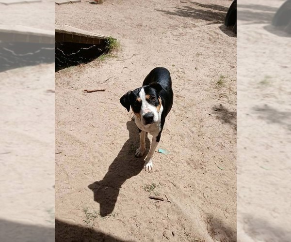 Medium Photo #4 Bernese Mountain Dog-Unknown Mix Puppy For Sale in Orangeburg, SC, USA
