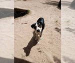 Small #3 Bernese Mountain Dog Mix