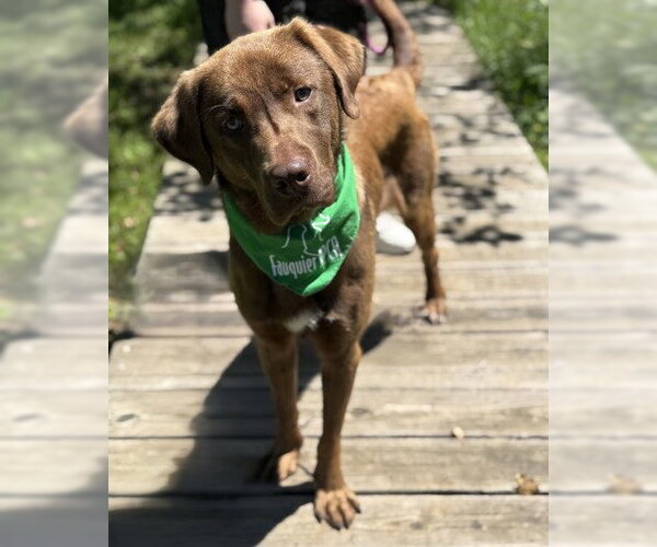 Medium Photo #1 Labrador Retriever-Unknown Mix Puppy For Sale in Warrenton, VA, USA