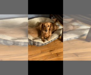 Mother of the Dachshund puppies born on 03/08/2026