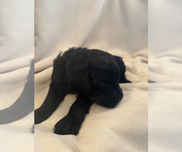 Medium Photo #21 Schnoodle (Giant) Puppy For Sale in MINNEAPOLIS, MN, USA