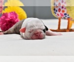 Small #3 Pug