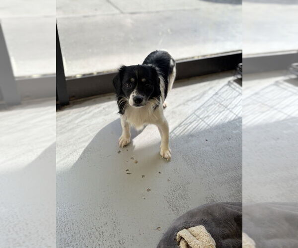 Medium Photo #1 Mutt Puppy For Sale in Studio City, CA, USA