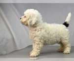 Small Photo #10 Havanese-Maltipoo Mix Puppy For Sale in SAN DIEGO, CA, USA