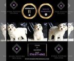 Small #1 Maltipoo (Miniature)