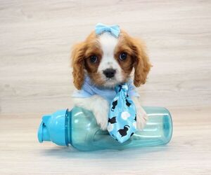 Cavalier King Charles Spaniel Puppy for Sale in LAS VEGAS, Nevada USA