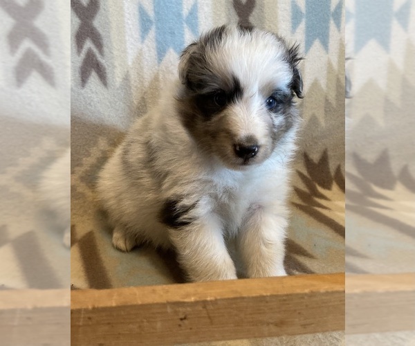 Medium Photo #6 Shetland Sheepdog Puppy For Sale in FORT MORGAN, CO, USA