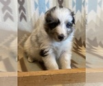Small #5 Shetland Sheepdog