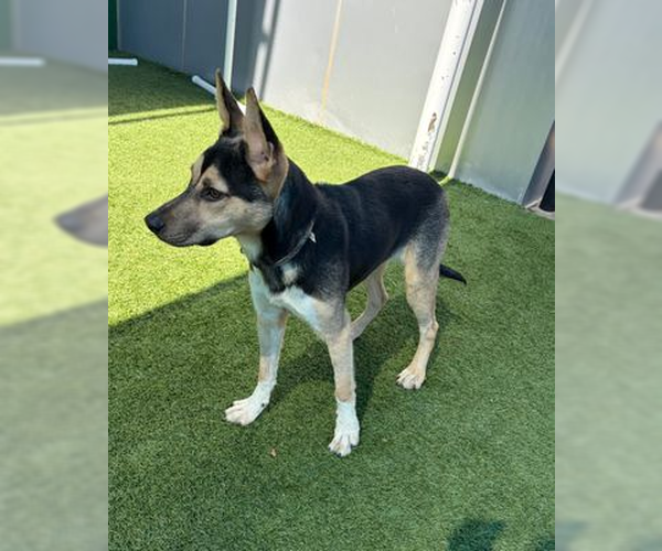 Medium Photo #5 German Shepherd Dog-Unknown Mix Puppy For Sale in Woodbury, NY, USA