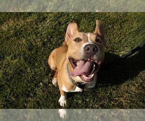 American Pit Bull Terrier Dogs for adoption in San Martin, CA, USA