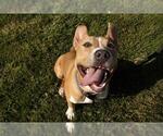 Small American Pit Bull Terrier