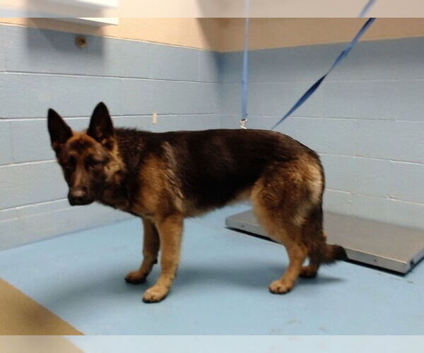 Medium Photo #1 German Shepherd Dog-Unknown Mix Puppy For Sale in Moreno Valley, CA, USA