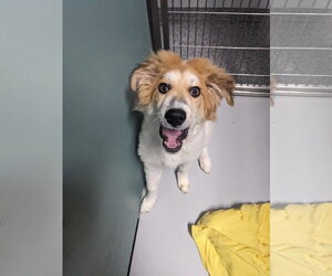 Mutt Dogs for adoption in Woodbury, NY, USA