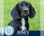 Small #1 Basset Hound Mix