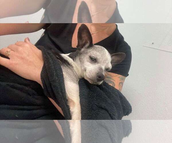Medium Photo #7 Chihuahua Puppy For Sale in Gulfport, MI, USA