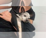 Small #6 Chihuahua