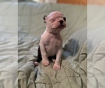 Small #4 Boston Terrier